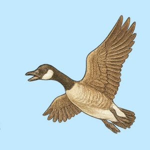 A drawn goose in flight, from the poster Honk if you love Canada.